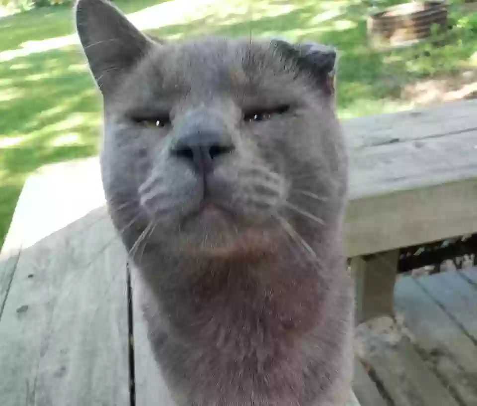 /lostandfound/images/lnfpets/original/169276_9578_quark photo_2023-11-13_14-30-32 b.webp